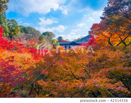 Autumn leaves of Tofukuji Tonchibashi Autumn leaves of Tofukuji Tonchibashi 42314356