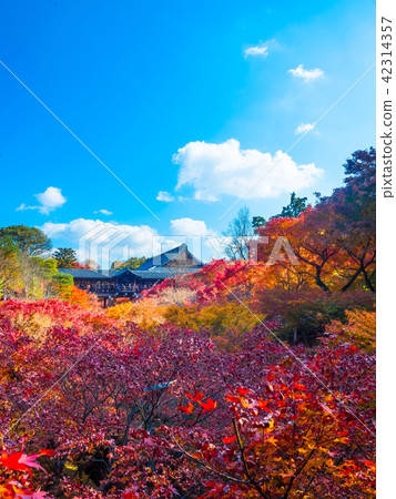 Autumn leaves of Tofukuji Tonchibashi 42314357