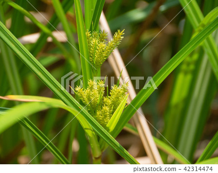 Japanese laurel tree 42314474
