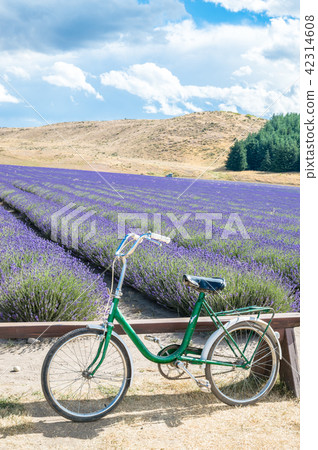 Lavender fields and bicycles in New Zealand Lavender fields and bicycles in New Zealand 42314608