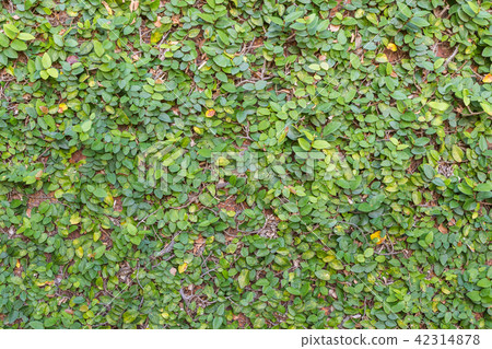 Green plant on the wall background 42314878
