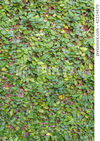 Green plant on the wall background Green plant on the wall background 42314879