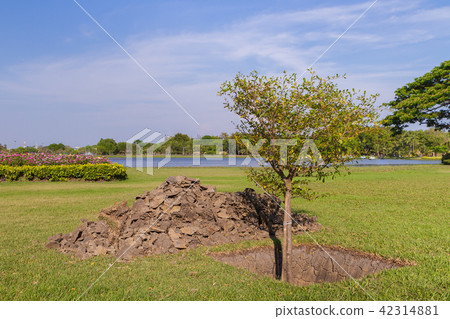Tree planting Tree planting 42314881