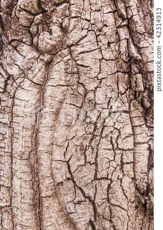 Tree bark texture for background Tree bark texture for background 42314913
