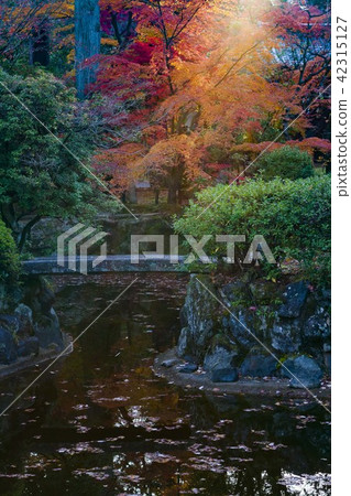 Kyoto autumn leaves trip, early morning pref. Kyoto autumn leaves trip, early morning pref. 42315127