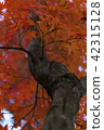 Maple looked up from below 42315128