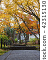 Kyoto autumn leaves travel 42315130