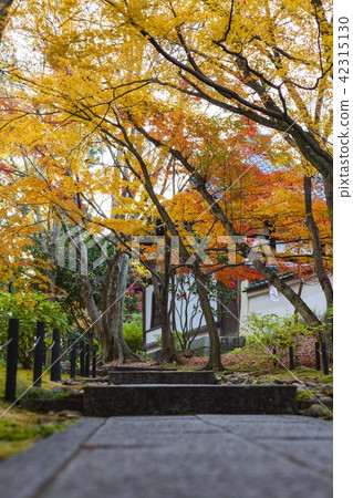 Kyoto autumn leaves travel Kyoto autumn leaves travel 42315130