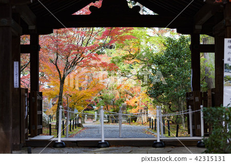 Kyoto autumn leaves travel Kyoto autumn leaves travel 42315131