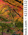 Red yellowish green Vivid autumnal leaves 42315132