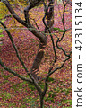Autumn leaves carpet that fell to the ground 42315134