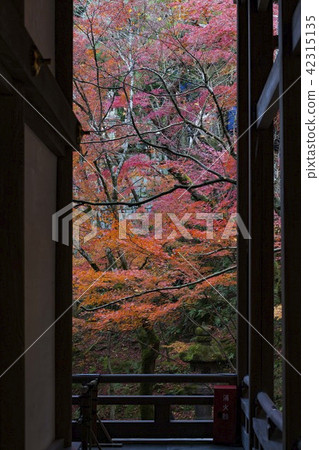 Autumn leaves peeking through the premises building Autumn leaves peeking through the premises building 42315135