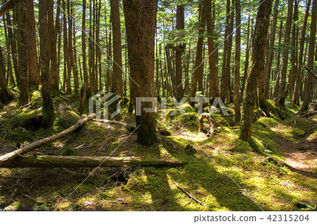 苔蘚森林 42315204