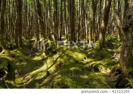 苔蘚森林 苔蘚森林 42315205