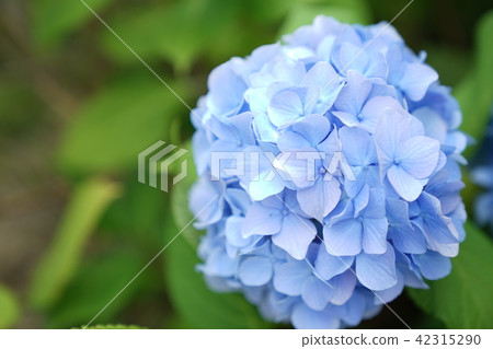 Hydrangea Hana 42315290