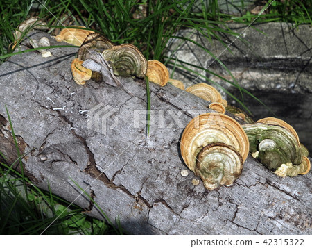 Shelf mushroom fruiting bodies are on a decay log 42315322