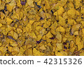Carpet of ginkgo's fallen leaves 42315326