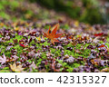 Autumn leaves on moss 42315327