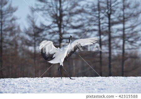 Lanterned cranes (Hokkaido, Tsurui) 42315588