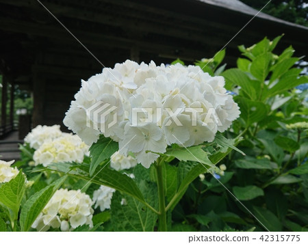 Pure white hydrangea 42315775