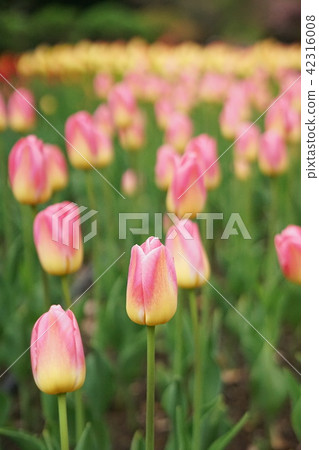 Tulip breathing in the wind Tulip breathing in the wind 42316008