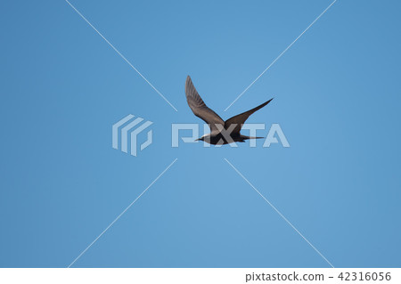 Black Tern in Flight 02 Black Tern in Flight 02 42316056
