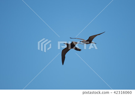 飛行中的黑燕鷗 飛行中的黑燕鷗 42316060