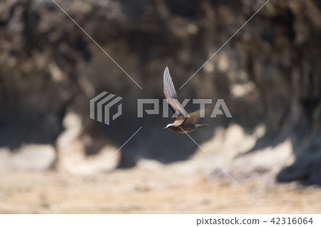 A black tern flying over the reef 42316064