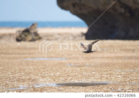 胡德岩上的黑燕鷗 42316066