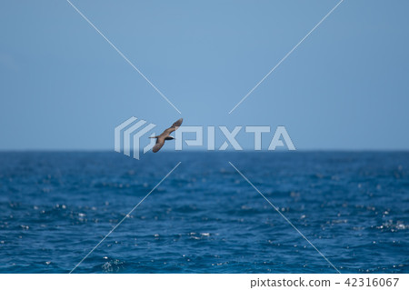 Brown noddy flying over the sea Brown noddy flying over the sea 42316067