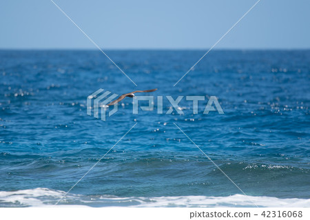 Black Tern flying over the sea 02 Black Tern flying over the sea 02 42316068