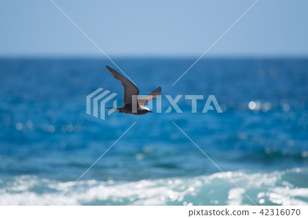 Black Tern flying over the sea 04 42316070
