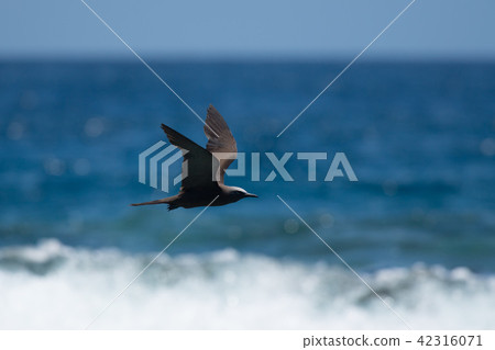 Black Tern flying over the sea 05 Black Tern flying over the sea 05 42316071
