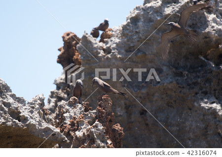 一隻黑燕鷗在礁石上休息 一隻黑燕鷗在礁石上休息 42316074
