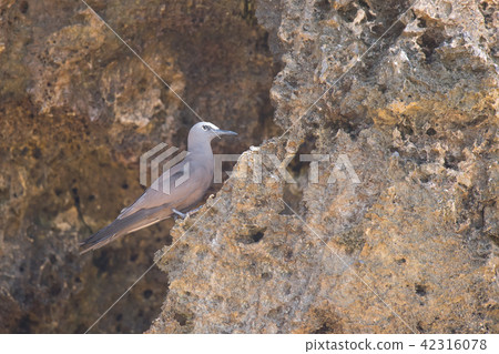 一隻黑燕鷗棲息在岩石地區 42316078