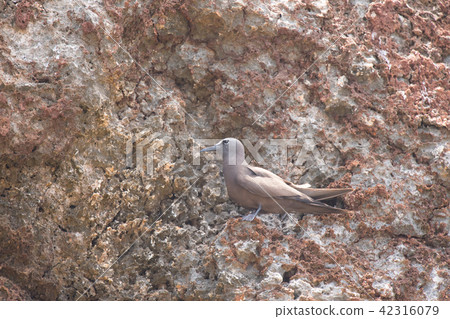 黑燕鷗棲息在岩石區 02 42316079
