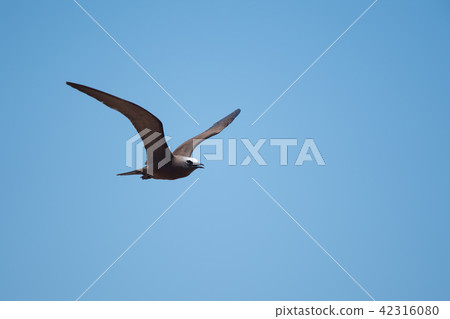 黑燕鷗在藍天飛翔 黑燕鷗在藍天飛翔 42316080
