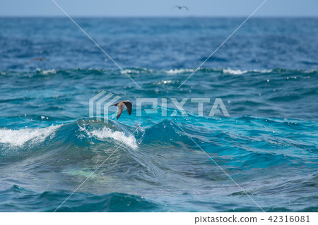 飛過大海的黑燕鷗 09 飛過大海的黑燕鷗 09 42316081