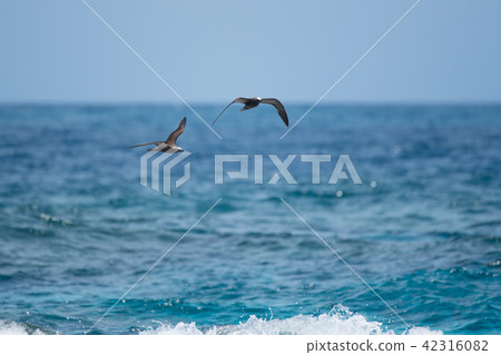 黑燕鷗飛過大海10 黑燕鷗飛過大海10 42316082