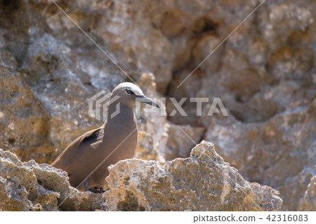 黑燕鷗棲息在岩石區 03 42316083