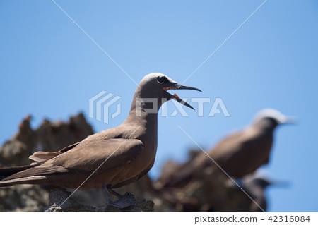 A singing black tern A singing black tern 42316084