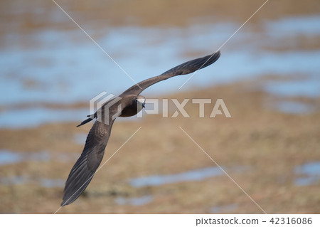 黑燕鷗的飛行！ 42316086