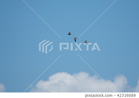 Black terns in flight! Black terns in flight! 42316089