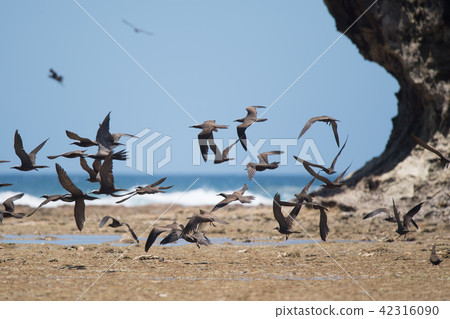 黑燕鷗飛過礁石 42316090