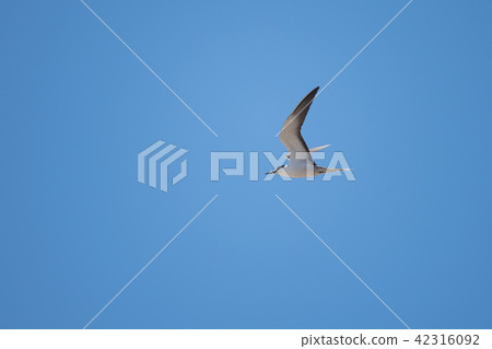 A white-tailed tern flying against a blue sky 42316092