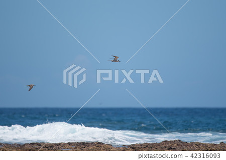 White-streaked terns flying over the sea 42316093