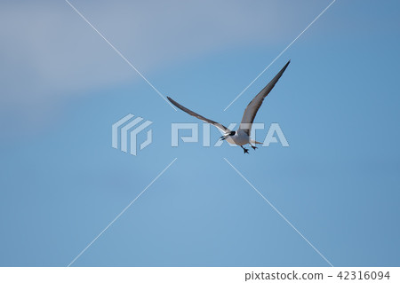 藍天白燕鷗飛翔02 42316094