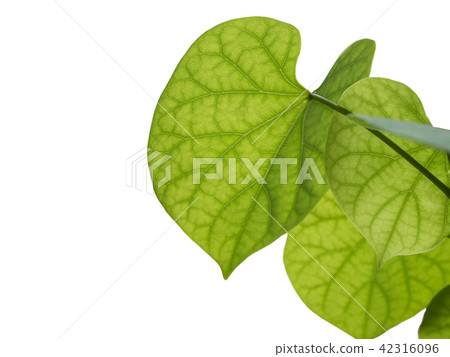 Green leaf on white background. Green leaf on white background. 42316096