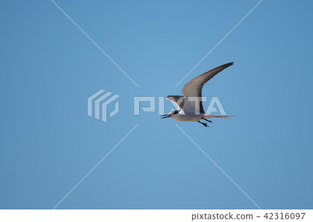 藍天白燕鷗飛翔 04 42316097