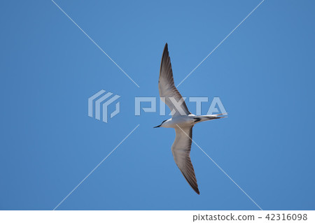 White-streaked Tern flying against a blue sky 05 White-streaked Tern flying against a blue sky 05 42316098
